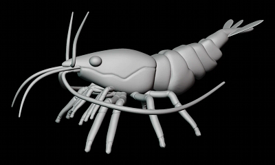 Semi Realistic Shrimp Character Modeling for 3D printing 3d animal 3d character 3d design 3d illustration 3d print 3d shrimp blender cute cartoon design illustration shrimp shrimp character ui