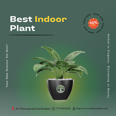 Plant Promotional template for Instagram 3d animation branding graphic design motion graphics ui