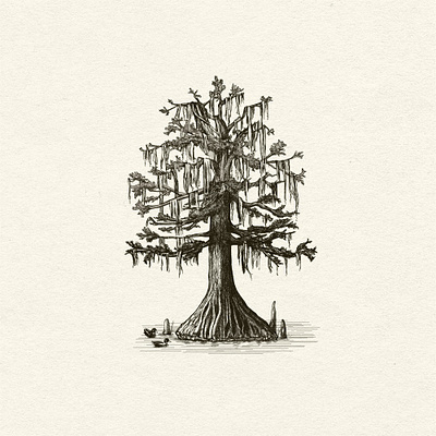 Bald Cypress tree with Spanish Moss bald cypress cypress tree drawing hand drawn illustration ink logo nature spanish moss swamp tree
