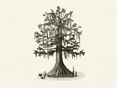 Bald Cypress tree with Spanish Moss bald cypress cypress tree drawing hand drawn illustration ink logo nature spanish moss swamp tree
