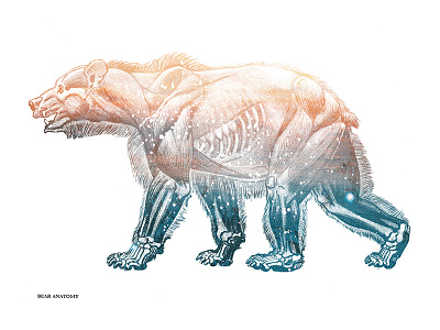 Bear Anatomy photomontage photoshop