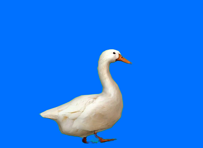 What the DUCK! (Canva Template) canva design duck quirky template unorthodox