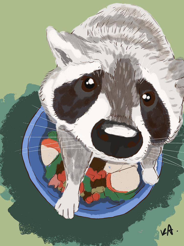 raccoon from an animal shelter by Ksenia Aksenova on Dribbble