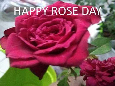 Happy Rose Day Images Wishes 2024 happyroseday happyroseday2024 roseday2024 roseday2024images rosedayimageshindi rosedayquotes rosedayshayari rosedaystatus rosedaywishes