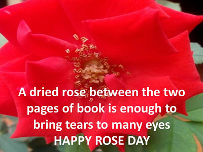 Happy Rose Day Quotes in English happyroseday roseday2024 roseday2024images rosedayforbf rosedayforgf rosedayimages rosedayimageshindi rosedayquotes rosedayquotesenglish rosedayshayari rosedaystatus