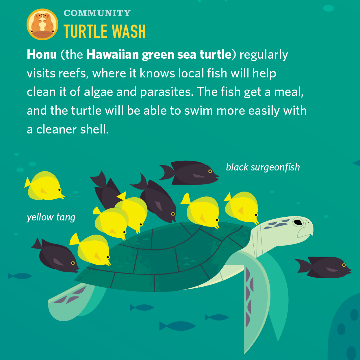 Turtle Wash animals book design design endangered species illustration infographic kid lit kidlitart nature ocean science sea turtle wildlife