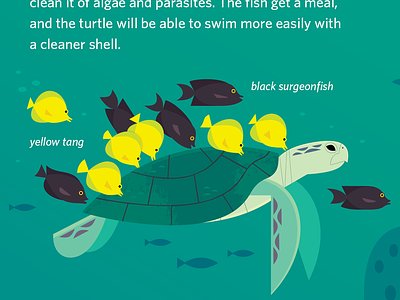Turtle Wash animals book design design endangered species illustration infographic kid lit kidlitart nature ocean science sea turtle wildlife