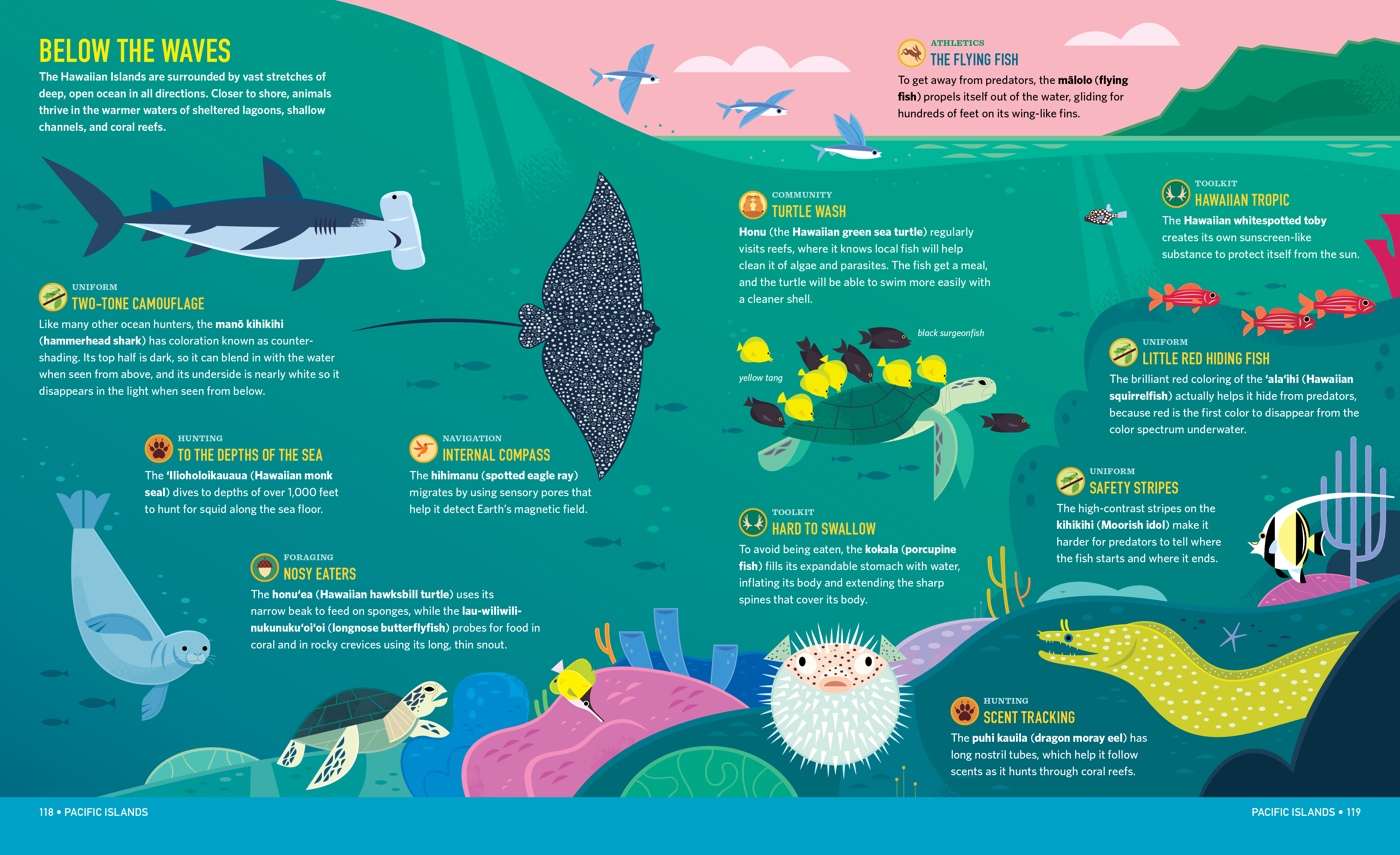 Below the Waves animals book design coral reef design hawaii illustration kidlit kidlitart nature ocean science vector wildlife