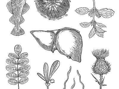 Set of hand drawn illustrations for supplements branding cell drawing fish hand drawn illustration liver plant supplements vintage