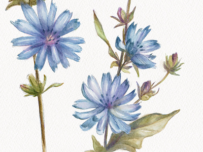 Chicory Flowers artwork chicory flower digital art digital illustration digital painting digital watercolor drawing floral pattern flowers illustration pattern pattern design summer flowers watercolor watercolor art wild flowers