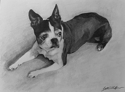 Boxer drawing fine art graphite drawing pencil drawing pet portrait