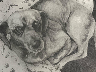 Puggle drawing fine art graphite drawing pencil drawing