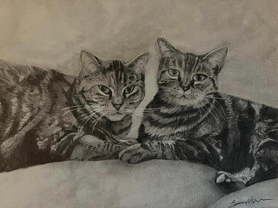 Portrait of Cats drawing fine art graphite drawing