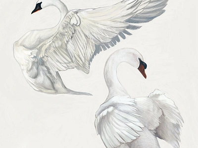 Swan Study birds illustration swans white