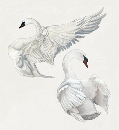 Swan Study birds illustration swans white