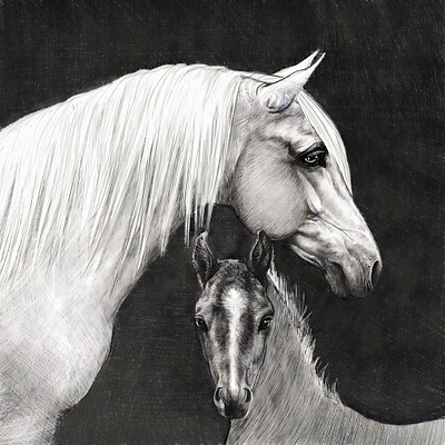 Mare & Foal blackandwhtie foal horses illustration mare