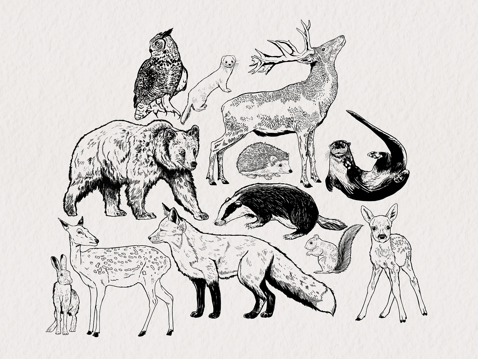 illustrated-woodland-creatures-by-jack-gunns-on-dribbble