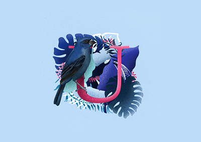 Ultramarine Grosbeak U 36 days of type animal art animal illustration bird art bird design bird illustration blue and pink book illustration graphic design grosbeak illustrated letter illustration illustrations illustrator letter u type type illustration typography design u ui