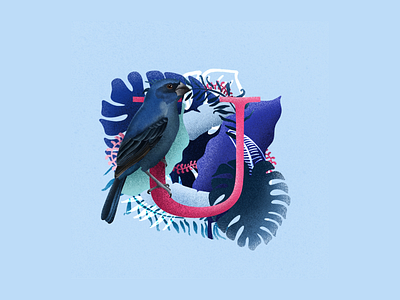 Ultramarine Grosbeak U 36 days of type animal art animal illustration bird art bird design bird illustration blue and pink book illustration graphic design grosbeak illustrated letter illustration illustrations illustrator letter u type type illustration typography design u ui