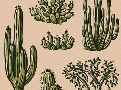 Nature Study Collection | Cacti apparel design art branding design graphic art graphic design hand drawn illustration print design product design