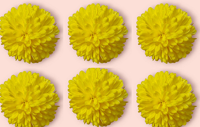yellow flower in the picture. animation branding design graphic design illustration logo motion graphics ui vector