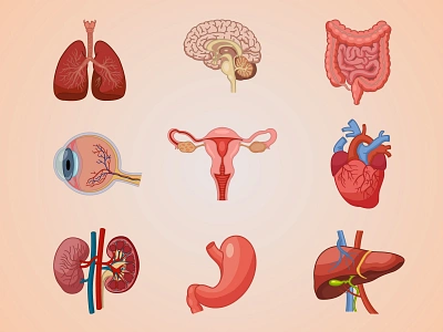 Anatomy of Human Organs. Medical Illustrations anatomy