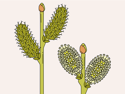 Willow flowers illustration vector