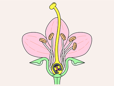A peach flower illustration vector