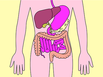 Digestive system illustration vector