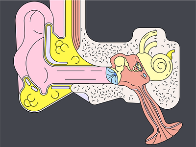 Ear structure illustration vector