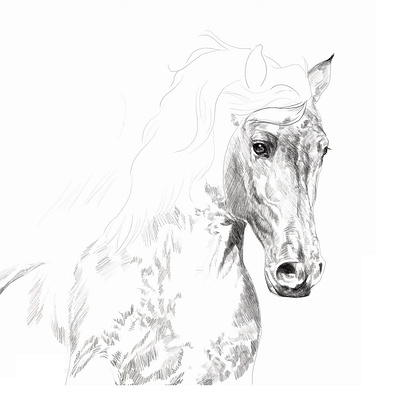 Horse Sketch blackandwhite horse illustration pony sketch