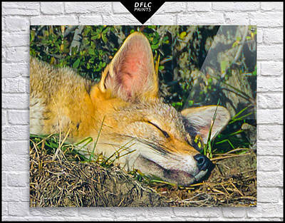 Adorable Fox Sleeping Prints adorable animals cute felines foxes slepping wild fox wildlife