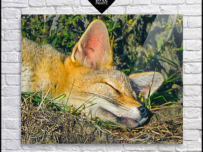 Adorable Fox Sleeping Prints adorable animals cute felines foxes slepping wild fox wildlife