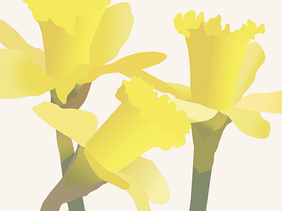 Creative design | Narcissus branding color flower graphic illustration