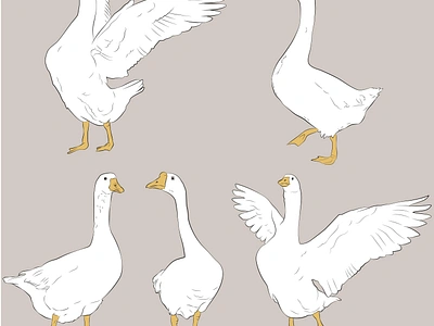 Geese cartoon country design geese goose illustration natural poultry rural vector