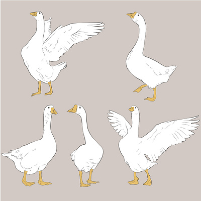 Geese cartoon country design geese goose illustration natural poultry rural vector