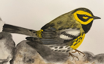 Townsend's Warbler birds illustration nature watercolor