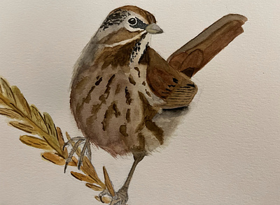 Song Sparrow birds illustration nature watercolor