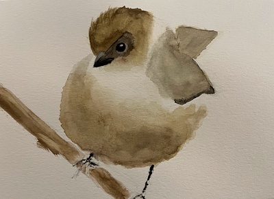 American Bushtit birds illustration nature watercolor