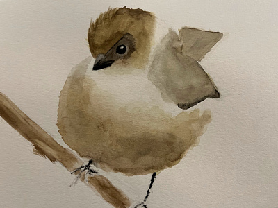 American Bushtit birds illustration nature watercolor