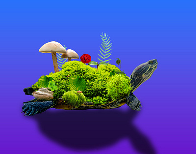 old tut graphic design turtle