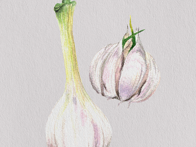 Garlic art design garlic illustration watercolor