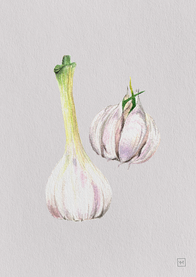 Garlic art design garlic illustration watercolor