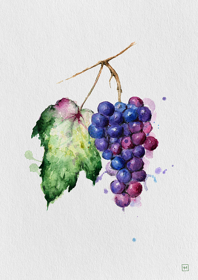 Grapes art design grapes illustration watercolor