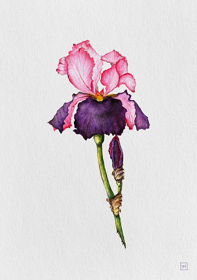 Iris art design flower illustration iris watercolor