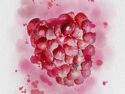 Raspberry art design illustration procreate rapsberry watercolor