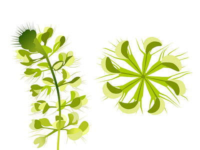 The Waterwheel Plant carnivorous plant graphic design illustration plant vector waterwheel youtube