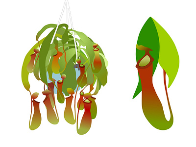 The Pitcher plant (Nepenthes) carnivorous plant cartoon graphic design illustration plant vector youtube