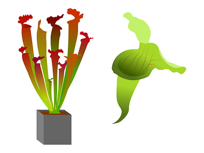 The Pitcher plant Sarracenia carnivorous plant cartoon graphic design illustration pitcher plant plant youtube