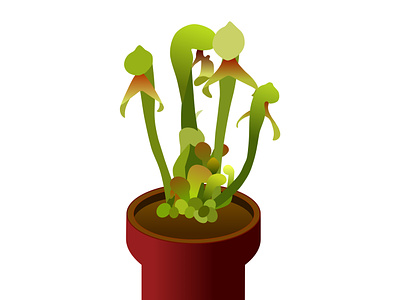 The Cobra Lily plant carnivorous plant cobra lily graphic design illustration plant vector youtube